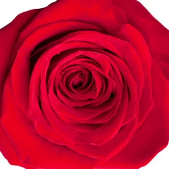 Rosa Sant Jordi + complements (per muntar-ho tu mateix)